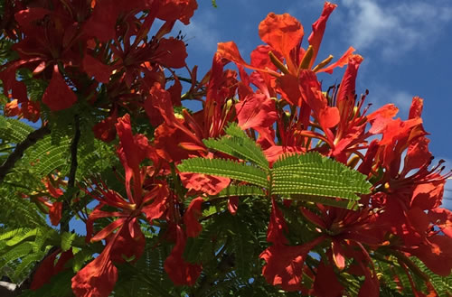 解説 デイゴの花の秘密とは 沖縄のご当地クイズ
